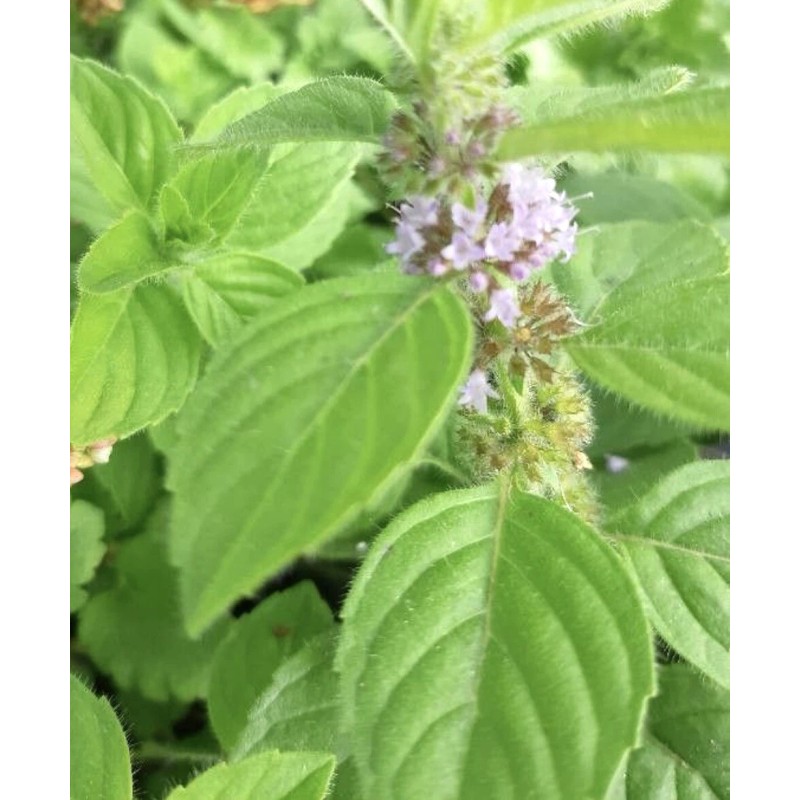 Home-Growth Corn Mint, Field Mint, Mentha Arvensis - 10 Bare