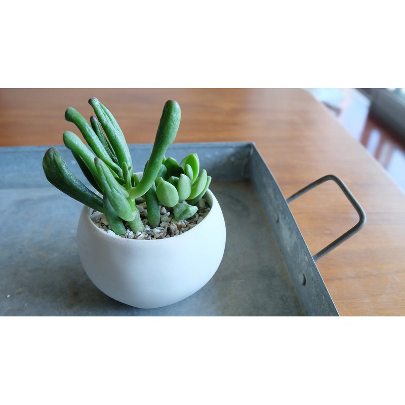 Hanagokoro Soil for Cactus and Succulents, 122.0 cubic inches (2