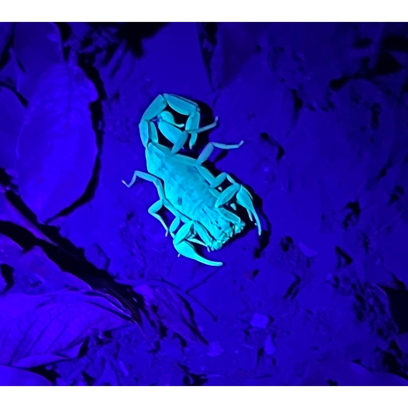 Police Security Ultraviolet Inspection Light