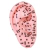 perfeclan Human Ear Acupoint Teaching Aid,Simulation,Props,Professional,Ear Teaching Model Massage Practice