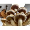 Roots ORGANIC - Chestnut Mushroom (Pholiota Adiposa) Liquid Culture