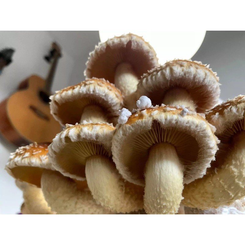 Roots ORGANIC - Chestnut Mushroom (Pholiota Adiposa) Liquid Culture