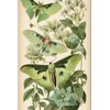Notebook: Luna Moth Butterfly Vintage Botanical