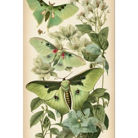 Notebook: Luna Moth Butterfly Vintage Botanical
