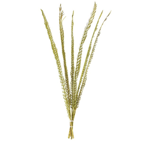 Vickerman 36-38" Basil Coco Palm Thin Spine, Basil, 6 STEM