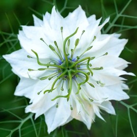 Love in a Mist Seeds - Miss Jekyll White - Packet - White Flower Seeds, Heirloom Seed, Open Pollinated Seed Attracts Bees, Attracts Butterflies, Attracts Pollinators, Easy to Grow & Maintain