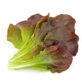 Lettuce Seeds - Romaine/COS - Rouge D'Hiver - 1 g Packet ~900 Seeds - Lactuca Sativa - Farm & Garden Vegetable Seeds - Non-GMO, Heirloom, Open Pollinated, Annual