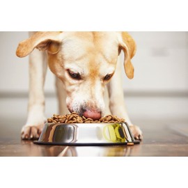 Dog Feed Bowls Pack of 2 Stainless Steel Anti Skid Feeding Bowls, Pet Feeder Bowls & Water Bowls Dog Plate Bowls With Non-slip Rubber Bases (340 ml)