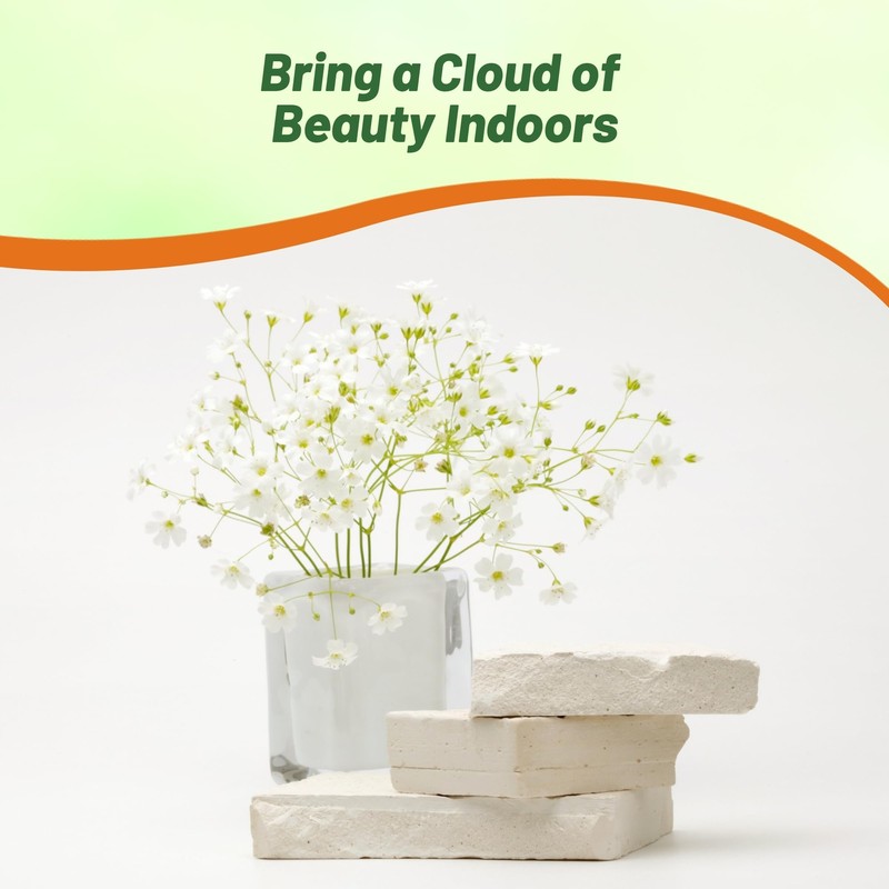 Outsidepride Gypsophila White Creeping Baby's Breath Seeds - 10000 Pcs.