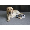 CONTEC VET Digital Blood Pressure Monitor BP monitor Veterinary sphygmomanomet