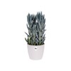 Elho Brussels Diamond Round 14 - Indoor Planter - White,
