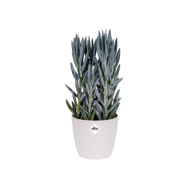 Elho Brussels Diamond Round 14 - Indoor Planter - White,