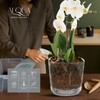 alqua 17CM Transparent Orchid Pot – Round Self Watering Planter