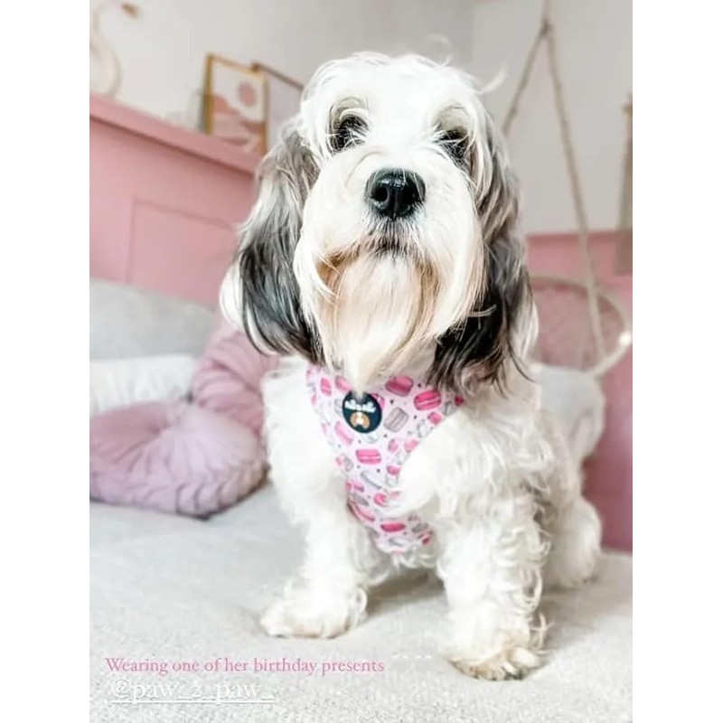 Adjustable macaroon dog harness/car suitable/for no pulling XXS- Medium (Small)