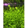 50 Plant Stems Pack - Live Aquatic Freshwater Plants -