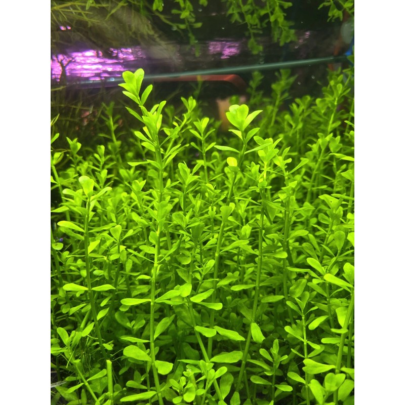 50 Plant Stems Pack - Live Aquatic Freshwater Plants -