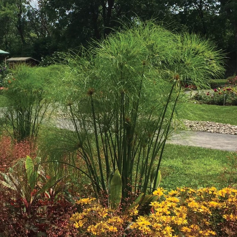 Nile Queen Papyrus | 3 Live Plants | Cyperus Shade