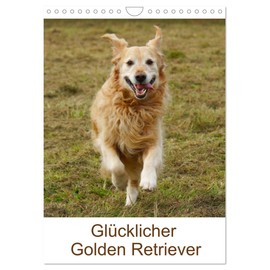 Glücklicher Golden Retriever (Wandkalender 2026 DIN A4 hoch), CALVENDO Monatskalender: Hundealltag (CALVENDO Tiere)
