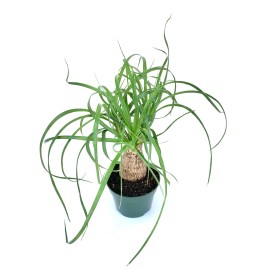 CTS Air Plants Ponytail Palm Beaucarnea Recurvata Live Potted Plant, 6” Pot