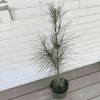 Loblolly Pine Tree, 1-Gallon Potted Plant - Pinus Taeda -