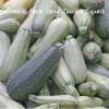 Womack Farm Grey Zucchini Summer Squash, 25+Seeds. Organic~non-GMO~ Free Shipping.