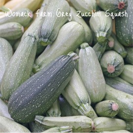 Womack Farm Grey Zucchini Summer Squash, 25+Seeds. Organic~non-GMO~ Free Shipping.