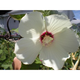 Seeds Bee Blooming Beautiful Huge White w/ Purple Center Dinnerplate Hibiscus Seeds! Comb S/H