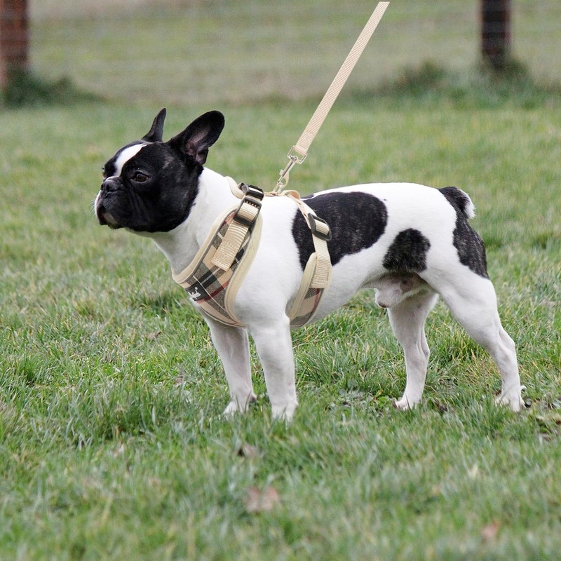 PUPTECK Soft Mesh Dog Harness and Leash Set Pet Puppy