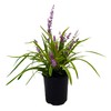 Liriope Grass, 1g, Green/Purple