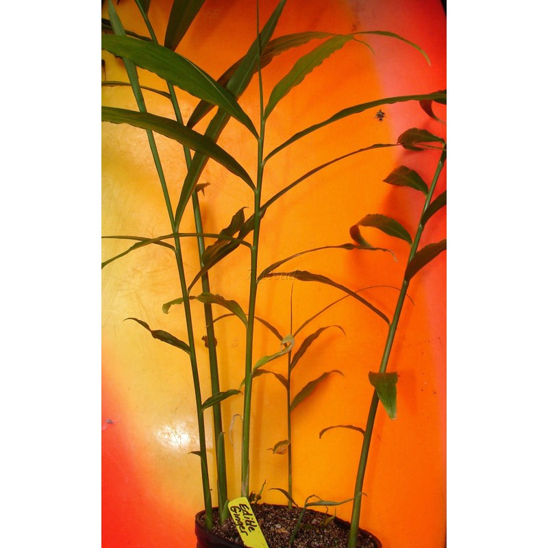 Live 10 Rhizomes of Edible Ginger Roots Zingiber Zingiber Officinale