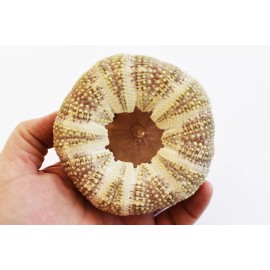 Florida Shells and Gifts 1 Beautiful Alfonso / Gator Sea Urchin 3-4" Beach Crafts Air Plant Holder Decor