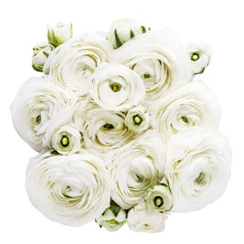 White French Peony Ranunculus - 12 Largest Size Corms, Premium Bulbs for Growing Flowers, Stunning White Blooms, Ideal for Garden Beds, Perfect for Spring Planting