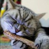 Smokey's Stash 10 Catnip Alternative for Cats Matatabi Silvervine Sticks
