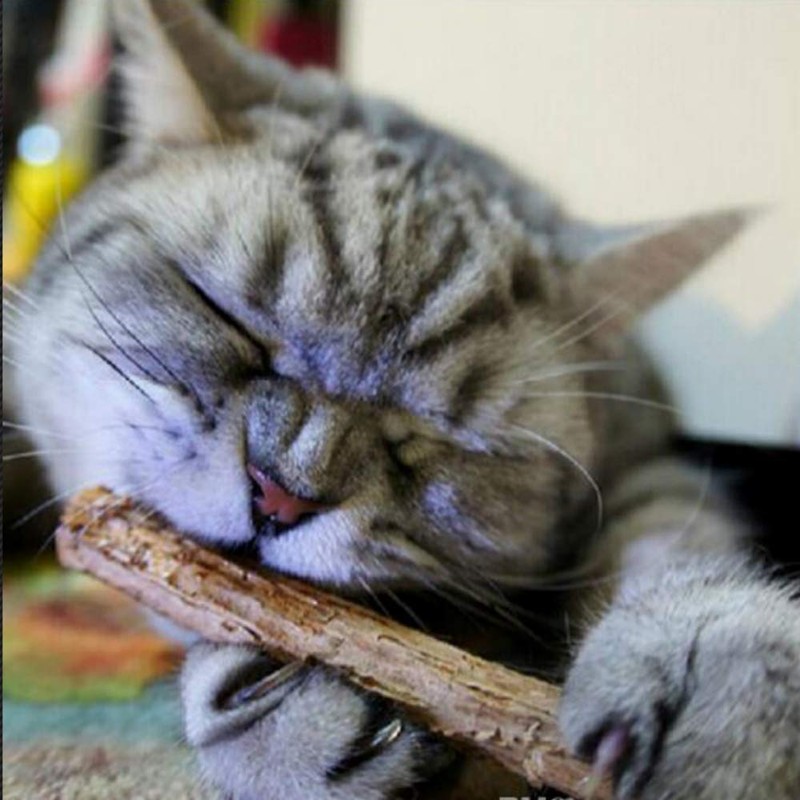 Smokey's Stash 10 Catnip Alternative for Cats Matatabi Silvervine Sticks