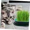 Levemolo 5Pcs Soilless Cat Grass Planter Set Hydroponic Catnip Box