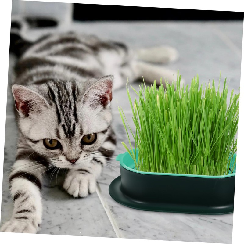 Levemolo 5Pcs Soilless Cat Grass Planter Set Hydroponic Catnip Box