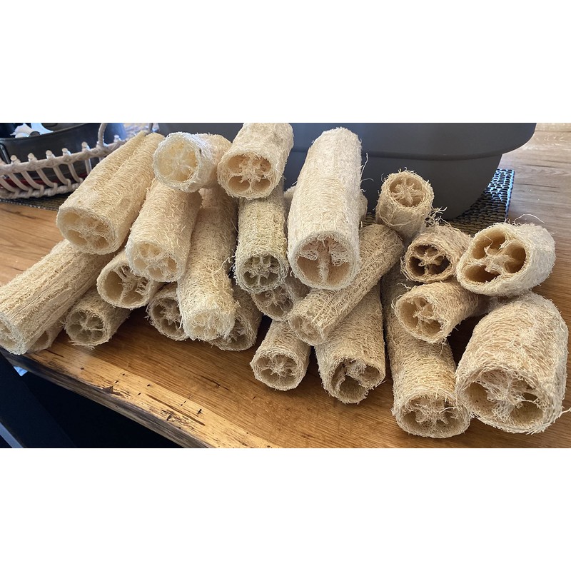 Luffa acutangula Sponge Angled Chinese Okra Ridged Gourd Sinkwa Silky