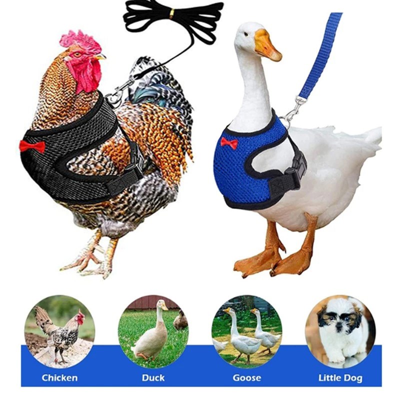 Pack of 2 Chicken Harness with Lead, Adjustable Chicken Harness
