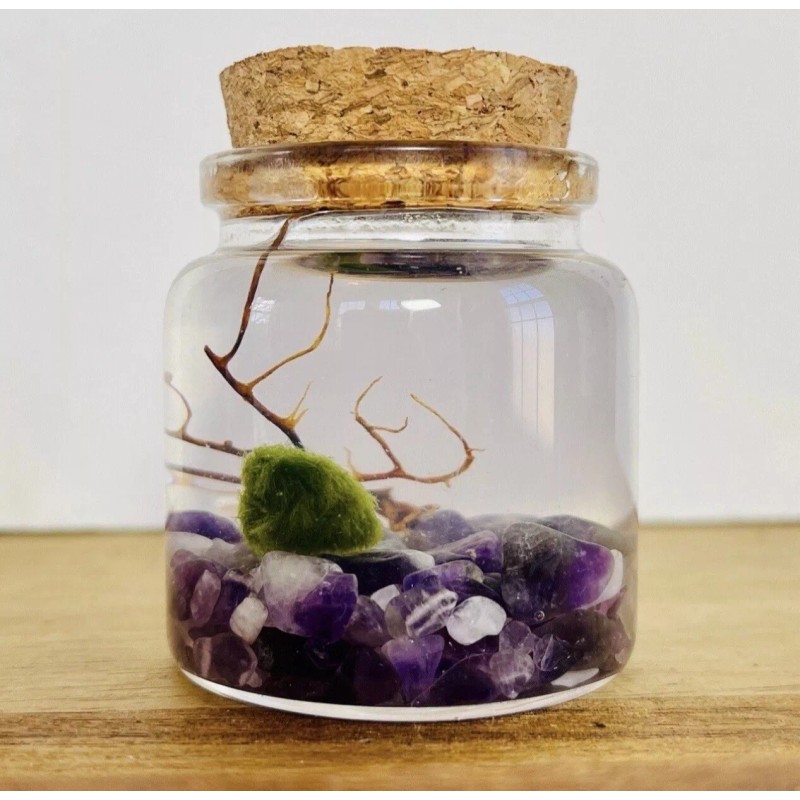 Marimo Moss Ball Terrarium