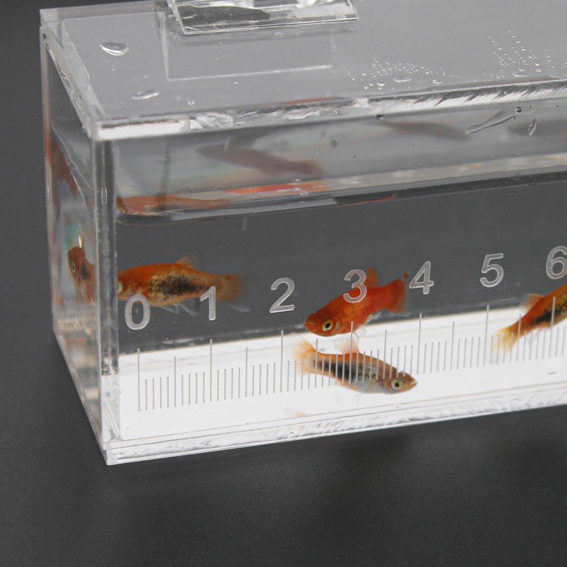 Fish Viewing Box Container with Lid and Scale, Acrylic Portable