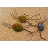 3 Pack | Camo Crab Saltwater Fishing Fly | Permit,