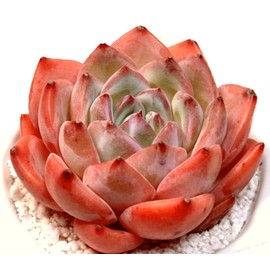 Generic Echeceria Strawberry Almond Rare Succulents Plants Live,Mini Pink 1 Head 2"" Live Plant,Bare Root Without Pot Soil,Real Live Plants Wedding Yard Decoration Baby Shower Friend Plant Lover Gift