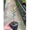 2 Live Plants - Laurus nobilis - 'Bay Leaf Tree'