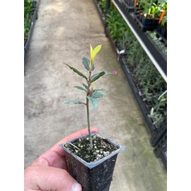 2 Live Plants - Laurus nobilis - 'Bay Leaf Tree' - Bay Laurel or Sweet Bay