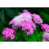 Ageratum Pink Floss Flower Seeds 400+ Seeds for Planting Non-GMO