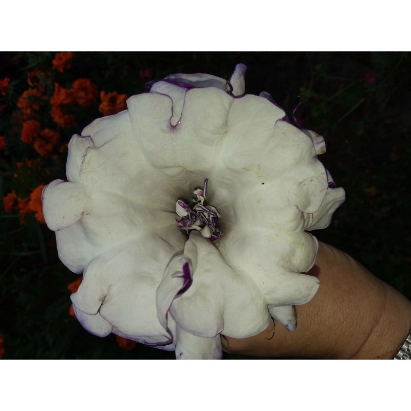 Seeds Bee Blooming White w/ Purple Stripe Devil Trumpet (Datura)