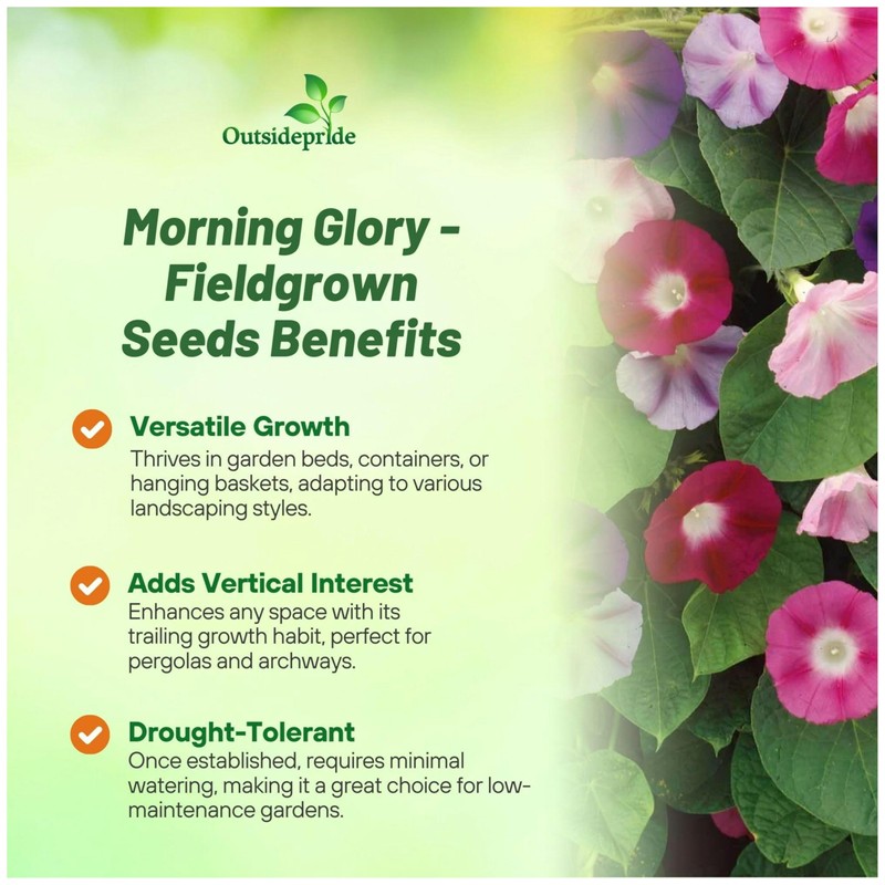 Outsidepride 500 Seeds Annual Ipomoea Purpurea Morning Glory Fieldgrown Climbing