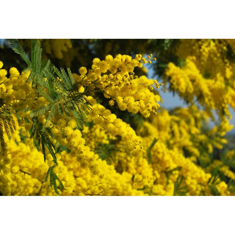 Ladybug Spot Luxury Solid Cologne 5 Scent Sample Set (FRUIT