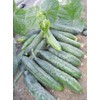 22Day Seeds: Seeds Self-Pollinated Cucumber April F1 / Indoor /