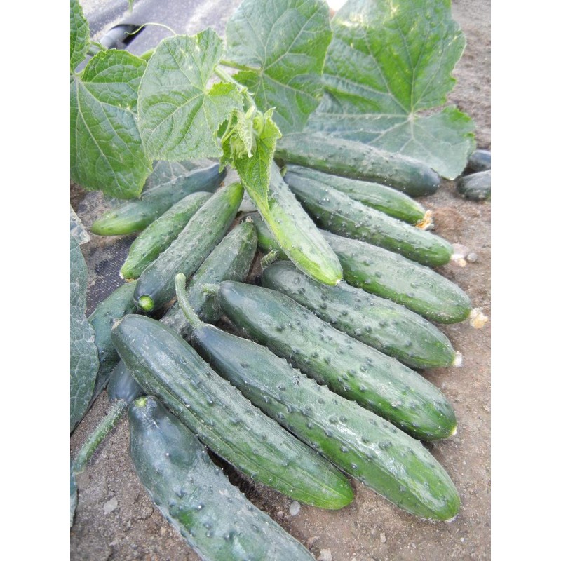 22Day Seeds: Seeds Self-Pollinated Cucumber April F1 / Indoor /